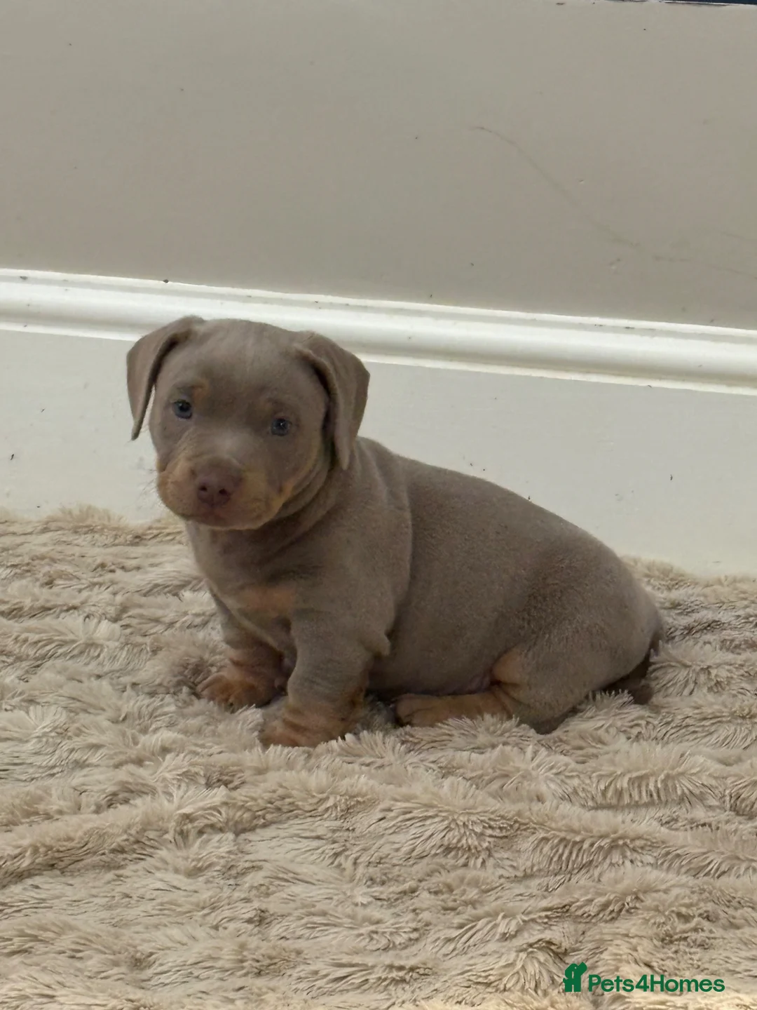 Mixed Breed dogs for sale: Isabella lilac cross bully / miniature dachshunds in Stockport - Advert 2