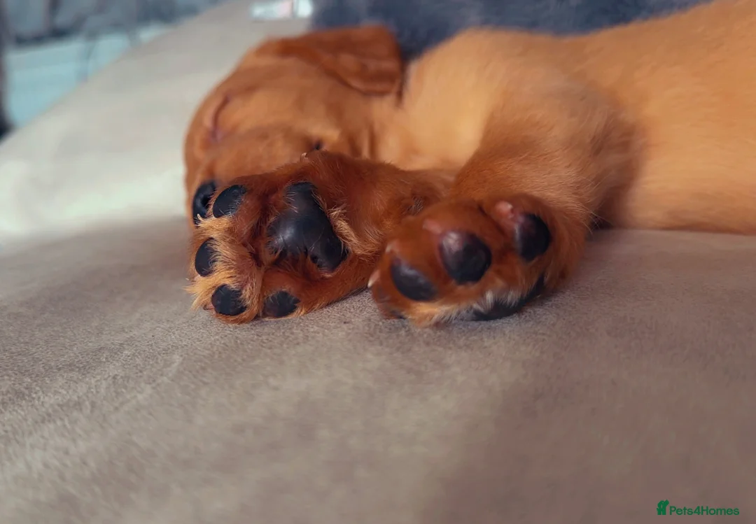 Cockerdor dogs for sale: Beautiful cockerdor puppy needs his forever home!  in Gillingham - Advert 7