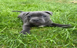 Staffordshire Bull Terrier dogs for sale: KC registered Blue Staffordshire bull terrier’s  in Colchester - Image 10
