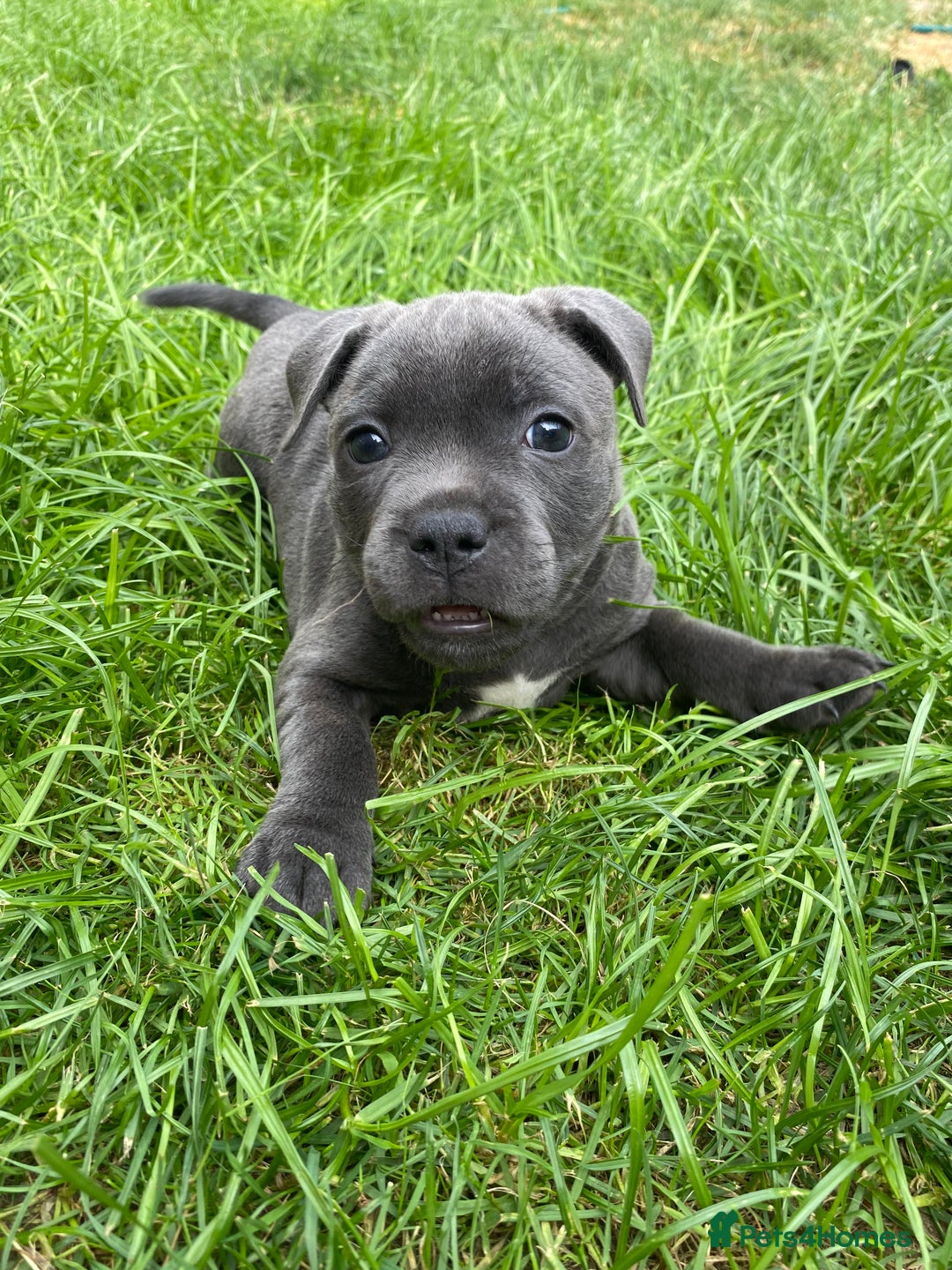 Staffordshire Bull Terrier dogs for sale: KC registered Blue Staffordshire bull terrier’s  in Colchester - Image 10