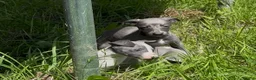Whippet dogs for sale: KC registered whippet puppies  - Advert 14