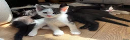 Ragdoll cats for sale: THE MOST BEAUTIFUL KITTENS  - Advert 19