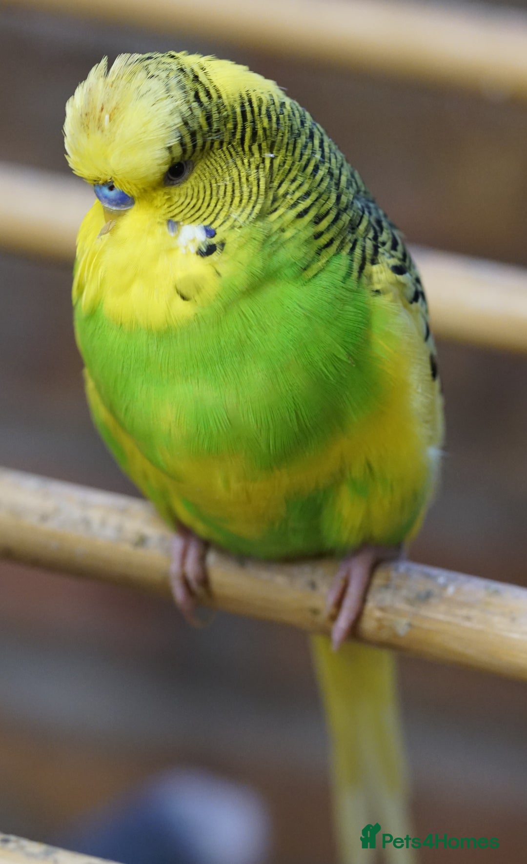 Budgerigars birds for sale: Budgies  - Advert 2