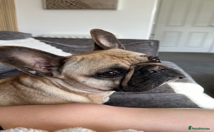 French Bulldog dogs - Advert 12