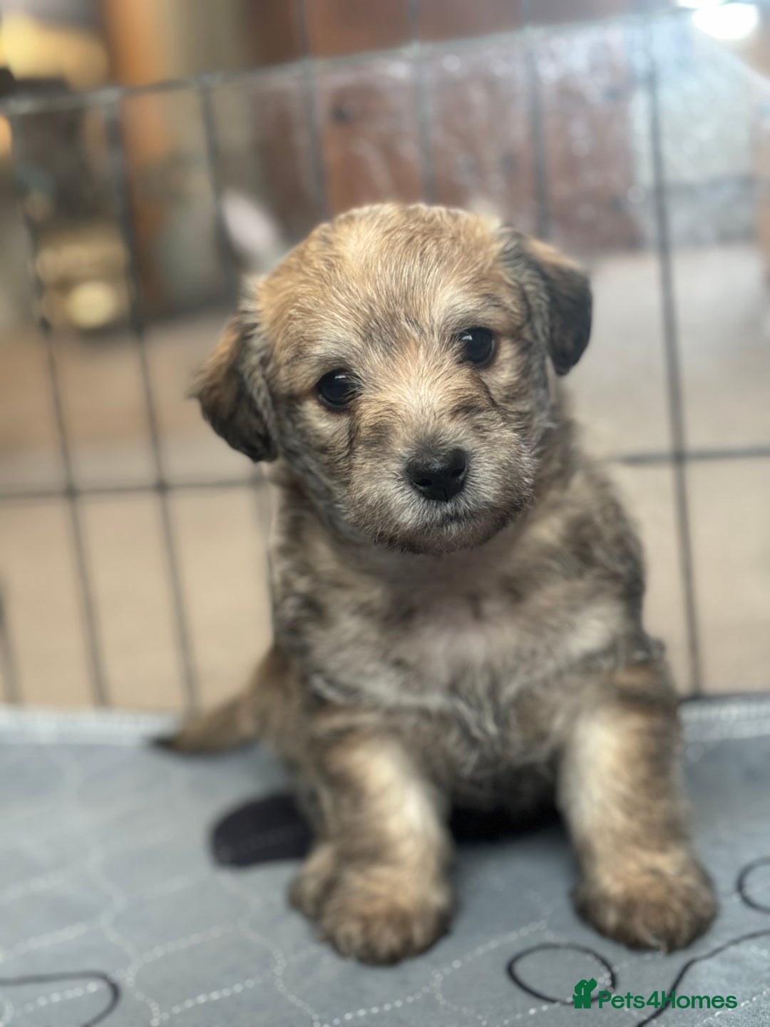 Mixed Breed dogs for sale: Westiepoo puppies - Advert 7