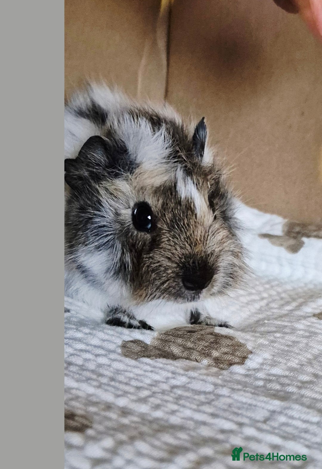 Guinea Pig rodents for sale: Baby Californian Guinea Pigs - Advert 3