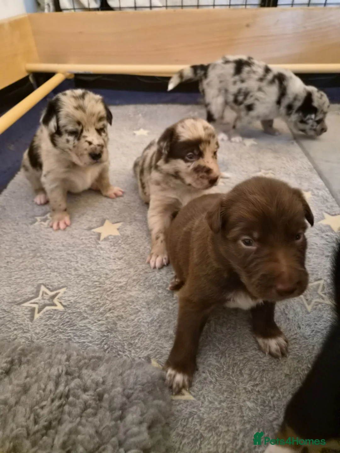 Border Collie dogs for sale: A litter of 5 beautiful collie pups  - Advert 2