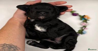 Cavapoo dogs - Advert 6