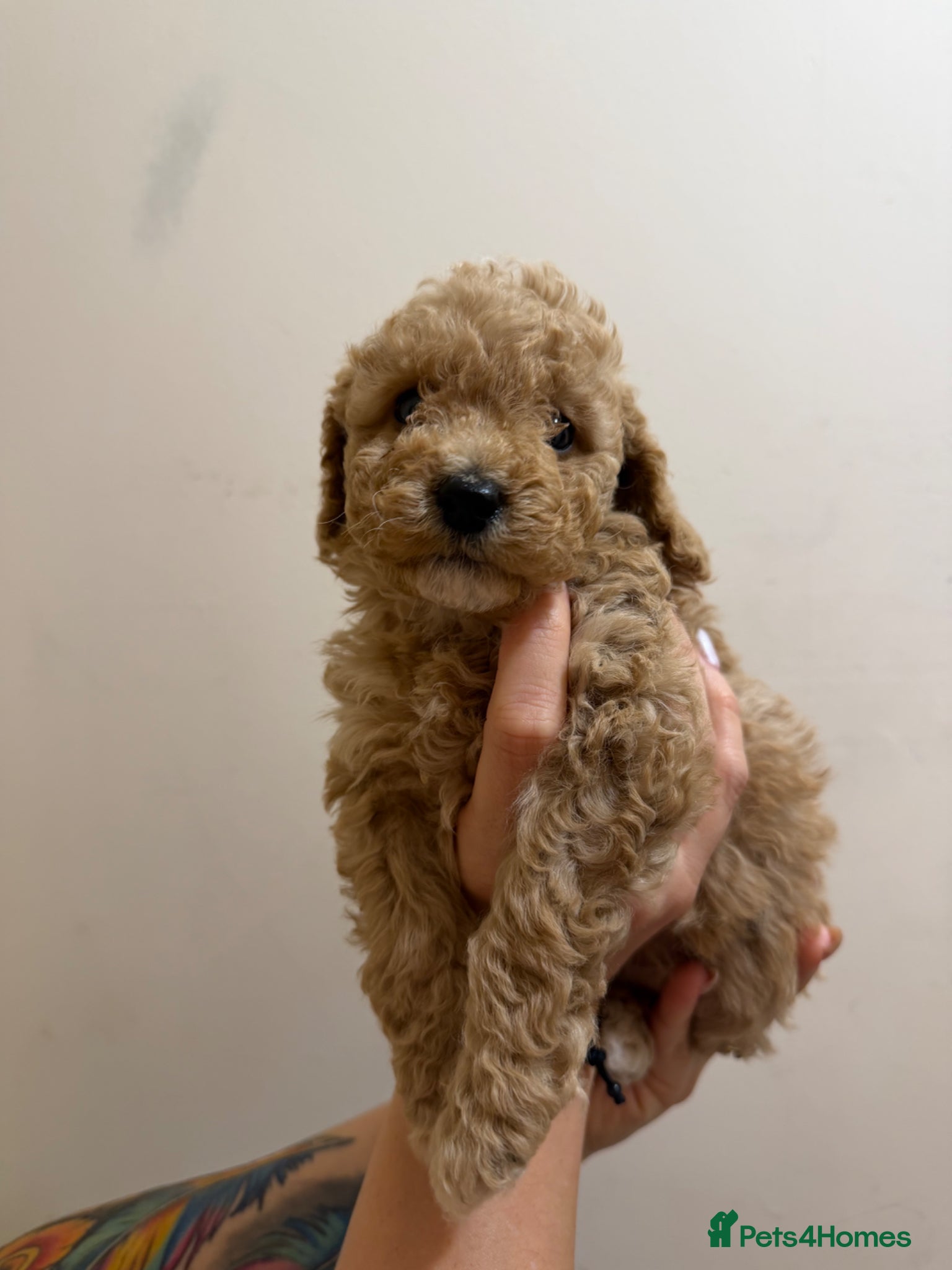 Cockapoo dogs Gorgeous cockapoo puppies, small / toy size - Advert 2