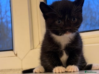 British Shorthair cats Looking for new home!!! - Advert 11