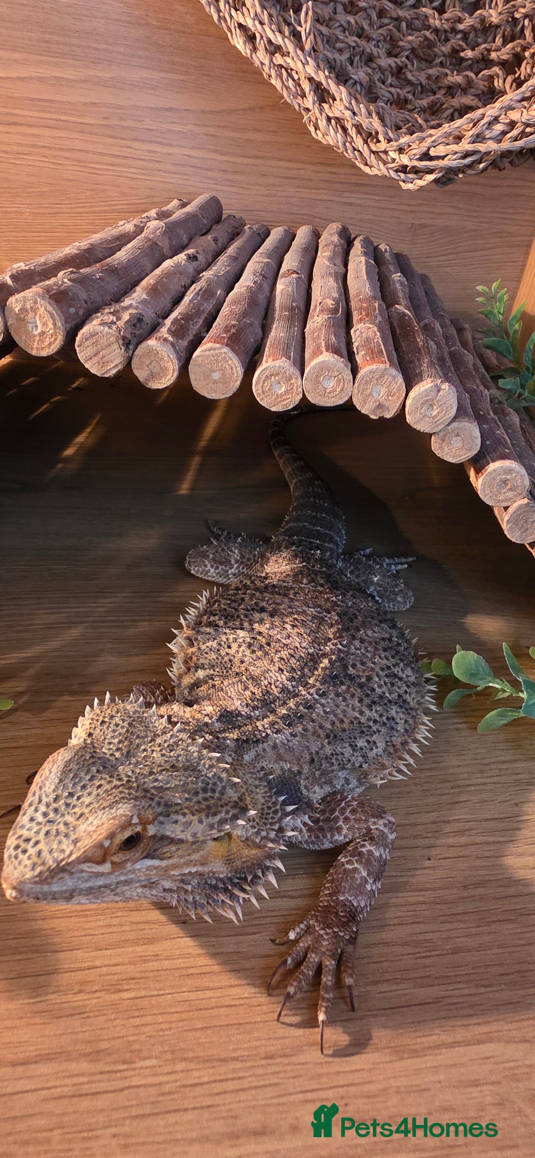 Bearded Dragon reptiles for sale: Travis the Bearded Dragon plus setup  - Image 8