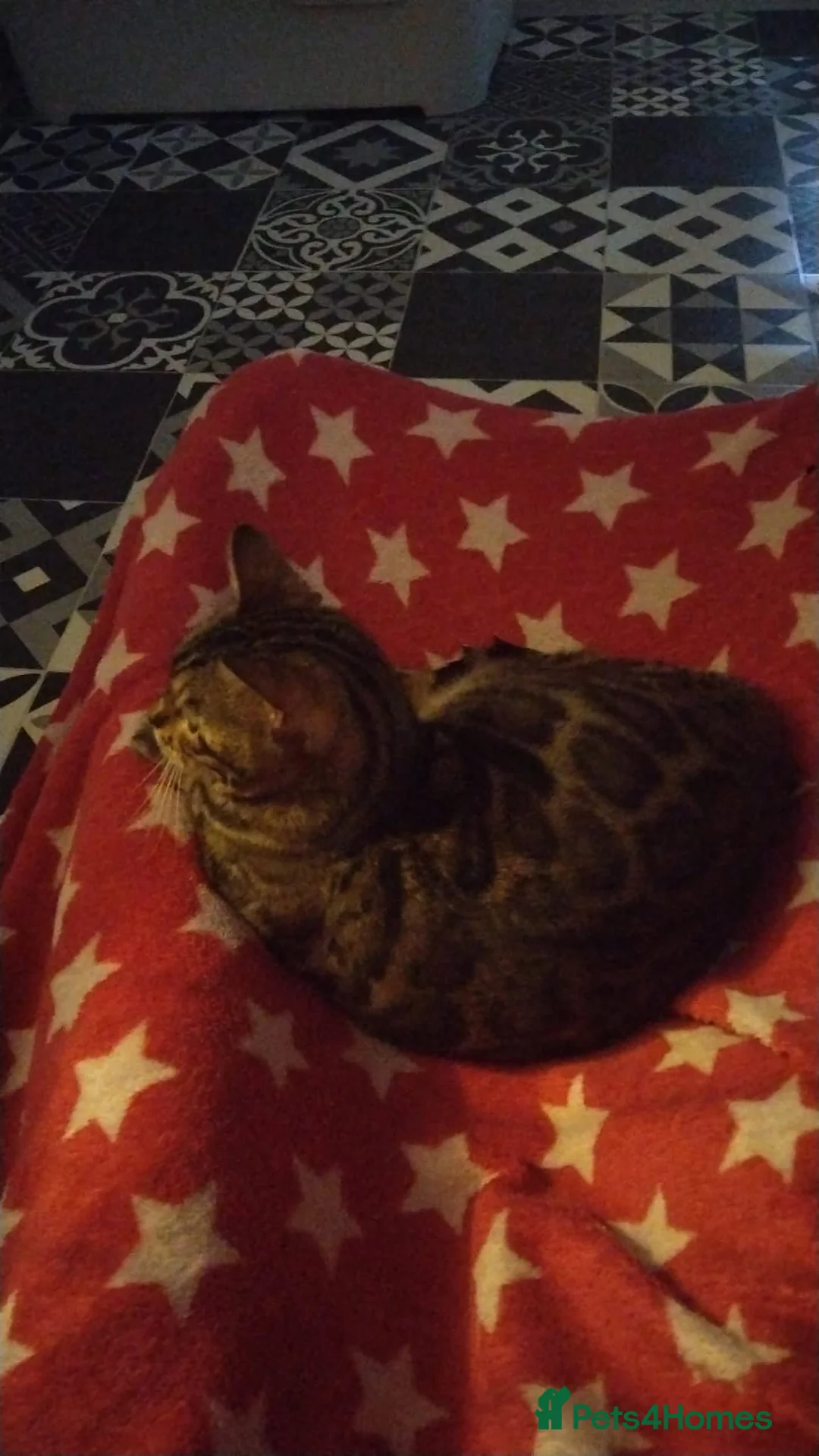 Bengal cats for sale: Gccf Bengal Retired Queen - Advert 3