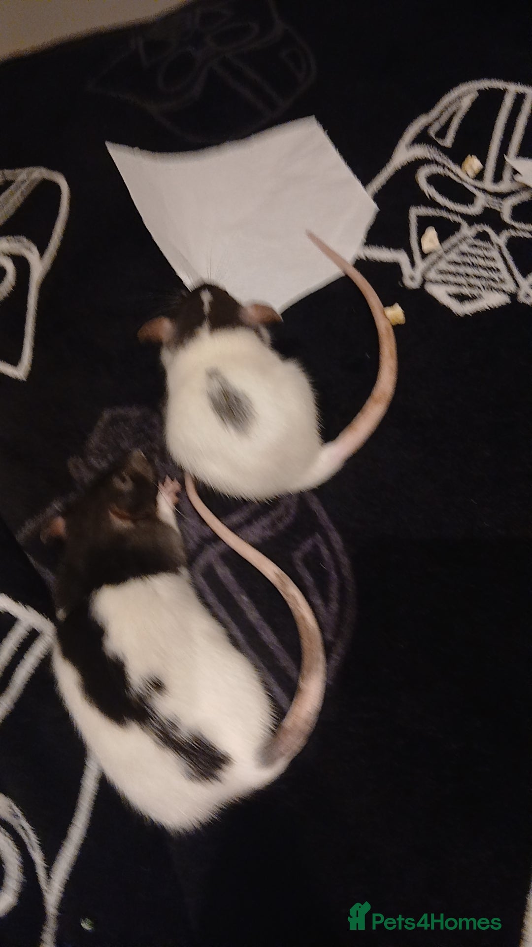Rat rodents for sale: 2 Female rats and cage for sale - Advert 1