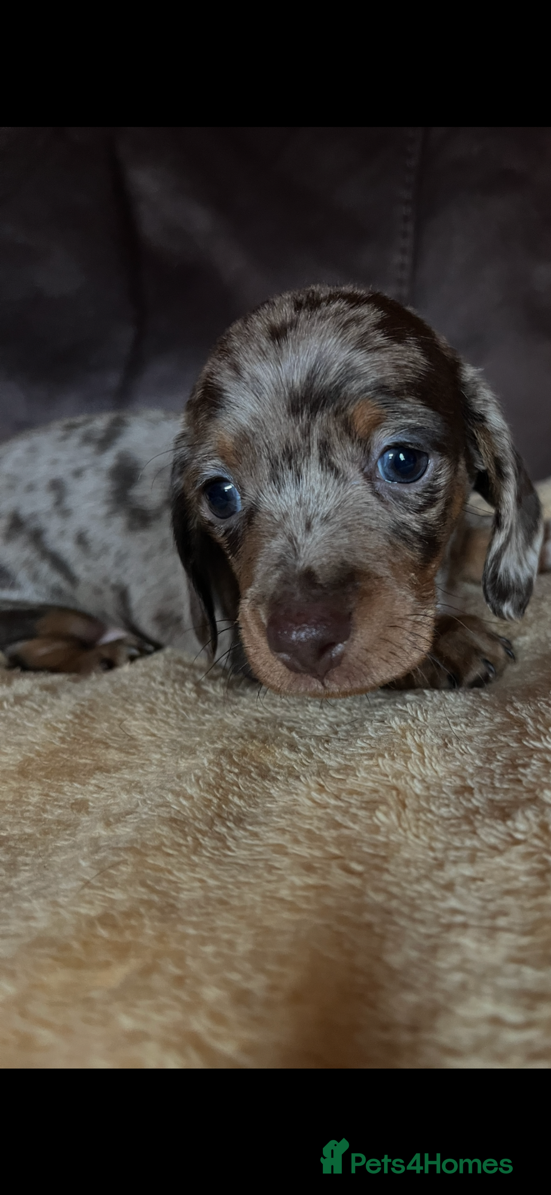 Miniature Dachshund dogs for sale: Miniature Dachshund  - Advert 34