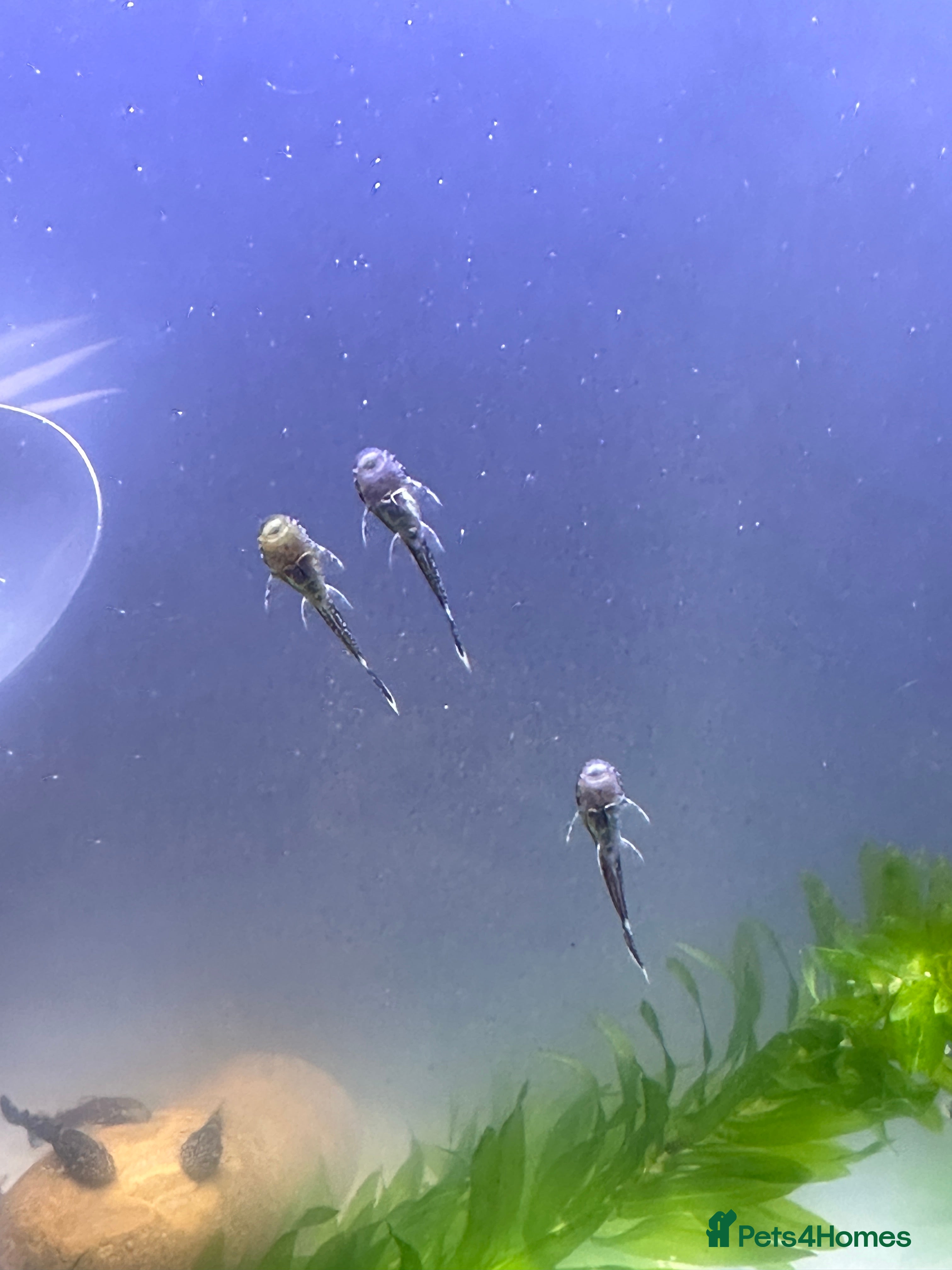 Plecos fish Baby Bristlenose Plecos for Sale - Available now! - Advert 2