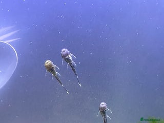 Plecos fish Baby Bristlenose Plecos for Sale - Available now! - Advert 2
