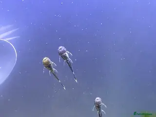 Plecos fish Baby Bristlenose Plecos for Sale - Available now! - Advert 10