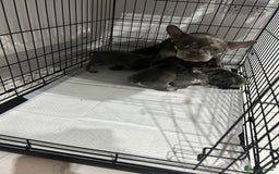 French Bulldog dogs for sale: French Bulldog puppies -fluffy & fluffy carriers✨ - Image 2