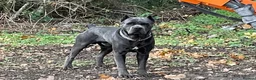 Cane Corso dogs for stud: Cane Corso for Stud in St Albans - Advert 6