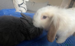 Mini Lion Lop rabbits for sale: Two gorgeous rabbits ready for forever homes.  - Image 5