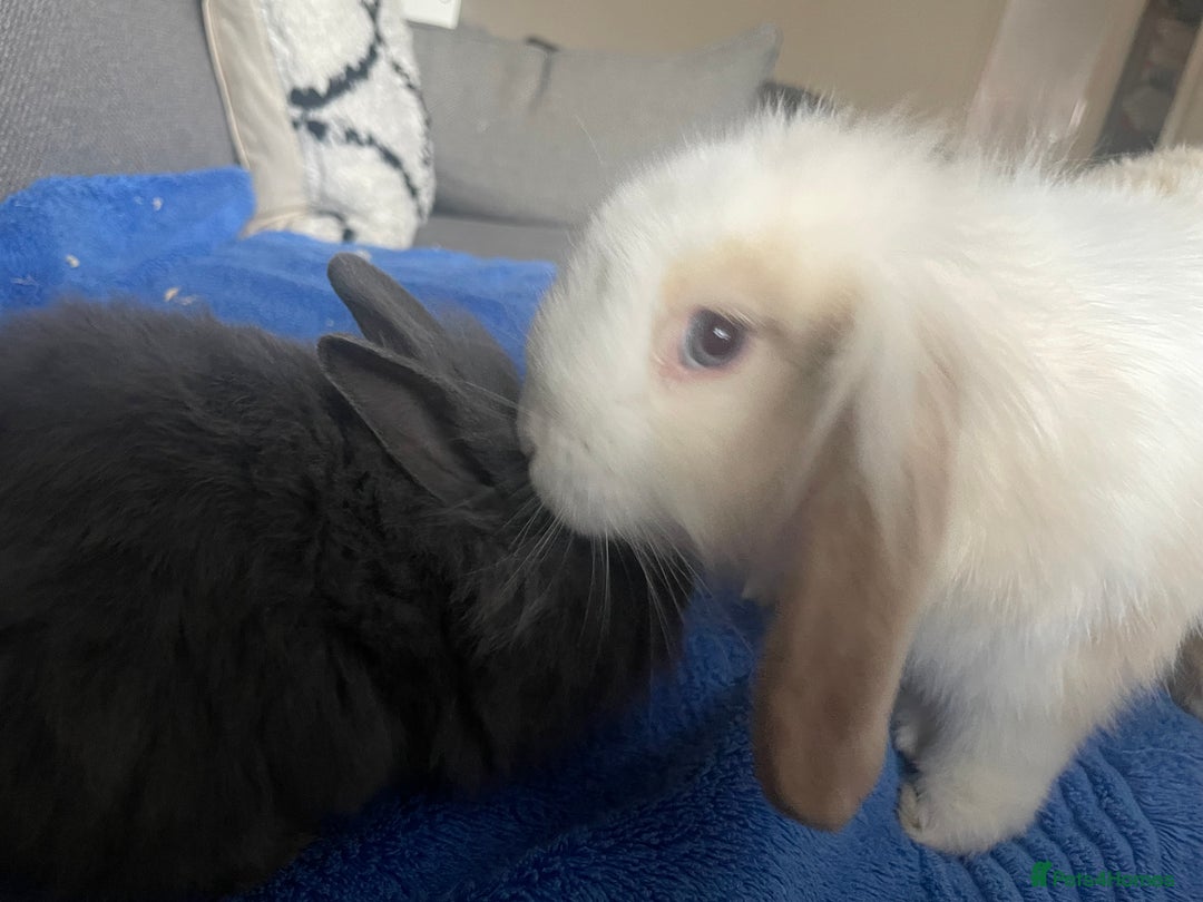Mini Lion Lop rabbits for sale: Two gorgeous rabbits ready for forever homes.  - Image 5