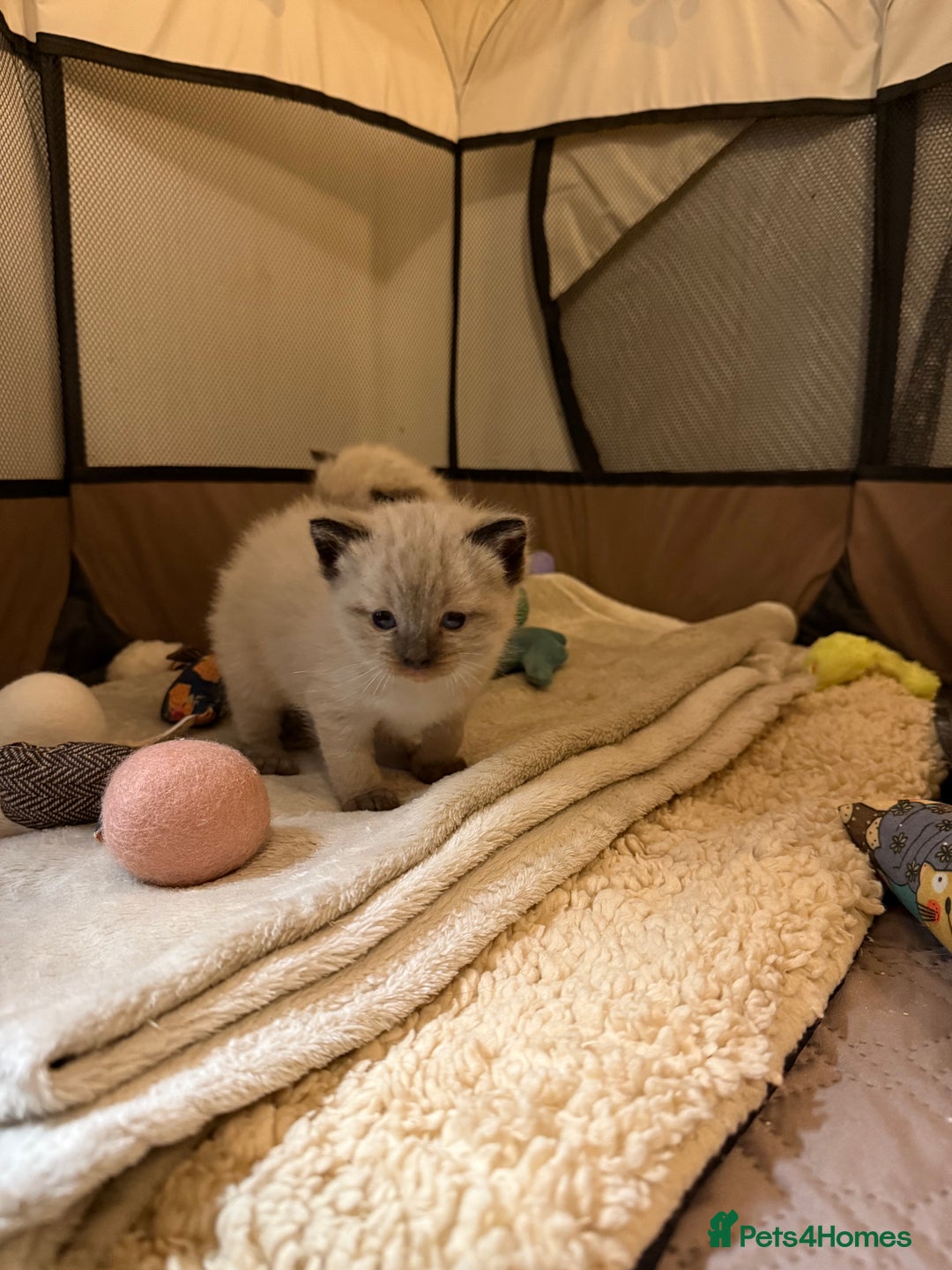 Ragdoll cats for sale: Ragdoll kittens  - Advert 5