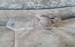 Mini Lop rabbits for sale: 2 gorgeous mini lop babies  - Image 3