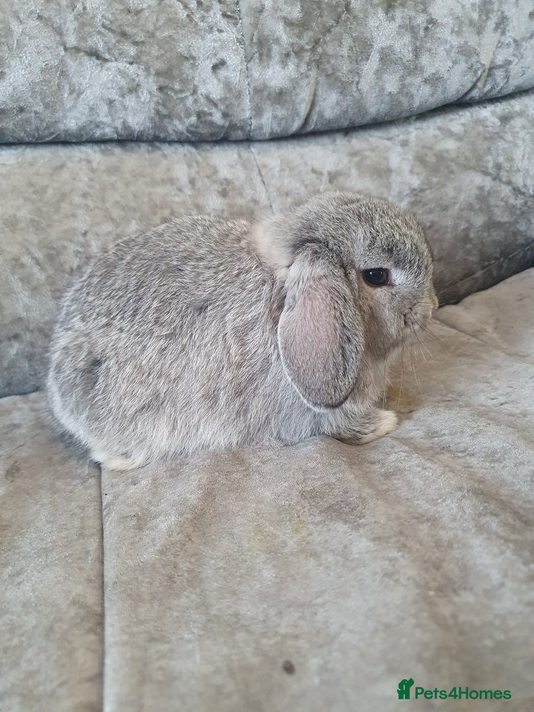 Mini Lop rabbits for sale: 2 gorgeous mini lop babies  - Image 3