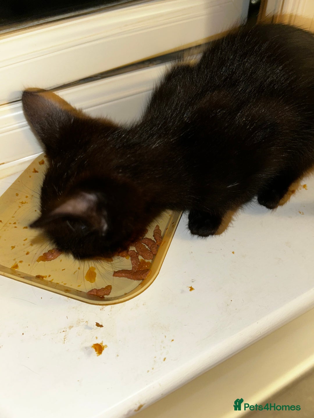 British Shorthair cats for sale: Mother of 2 Kittens Available to buy - Advert 19