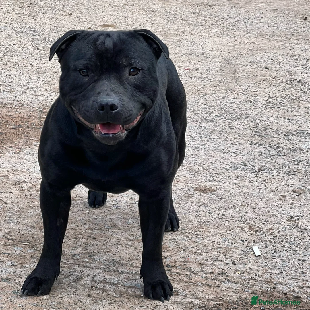 Staffordshire Bull Terrier dogs for stud: Black carrying blue stafford stud PHPV tested in Carlisle - Advert 8