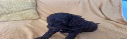 Cockapoo dogs for sale: Beautiful Cockapoo* Toy Poodle Puppies  - Advert 20