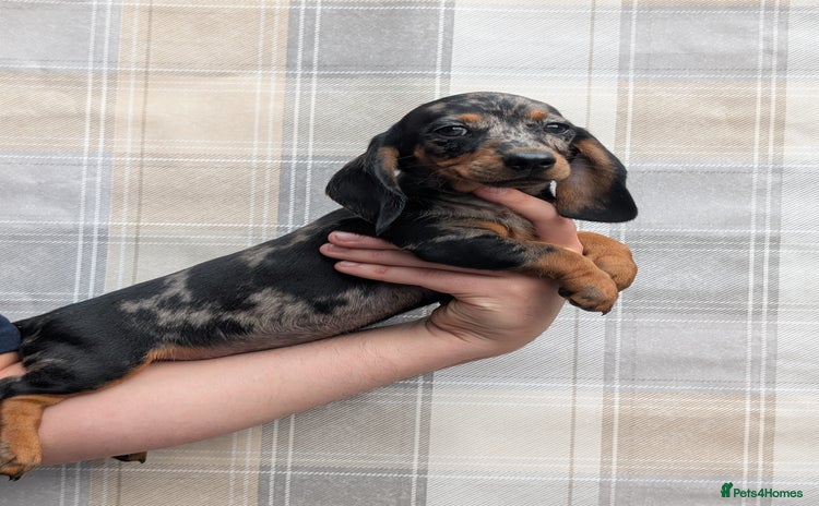 Miniature Dachshund dogs - Advert 1