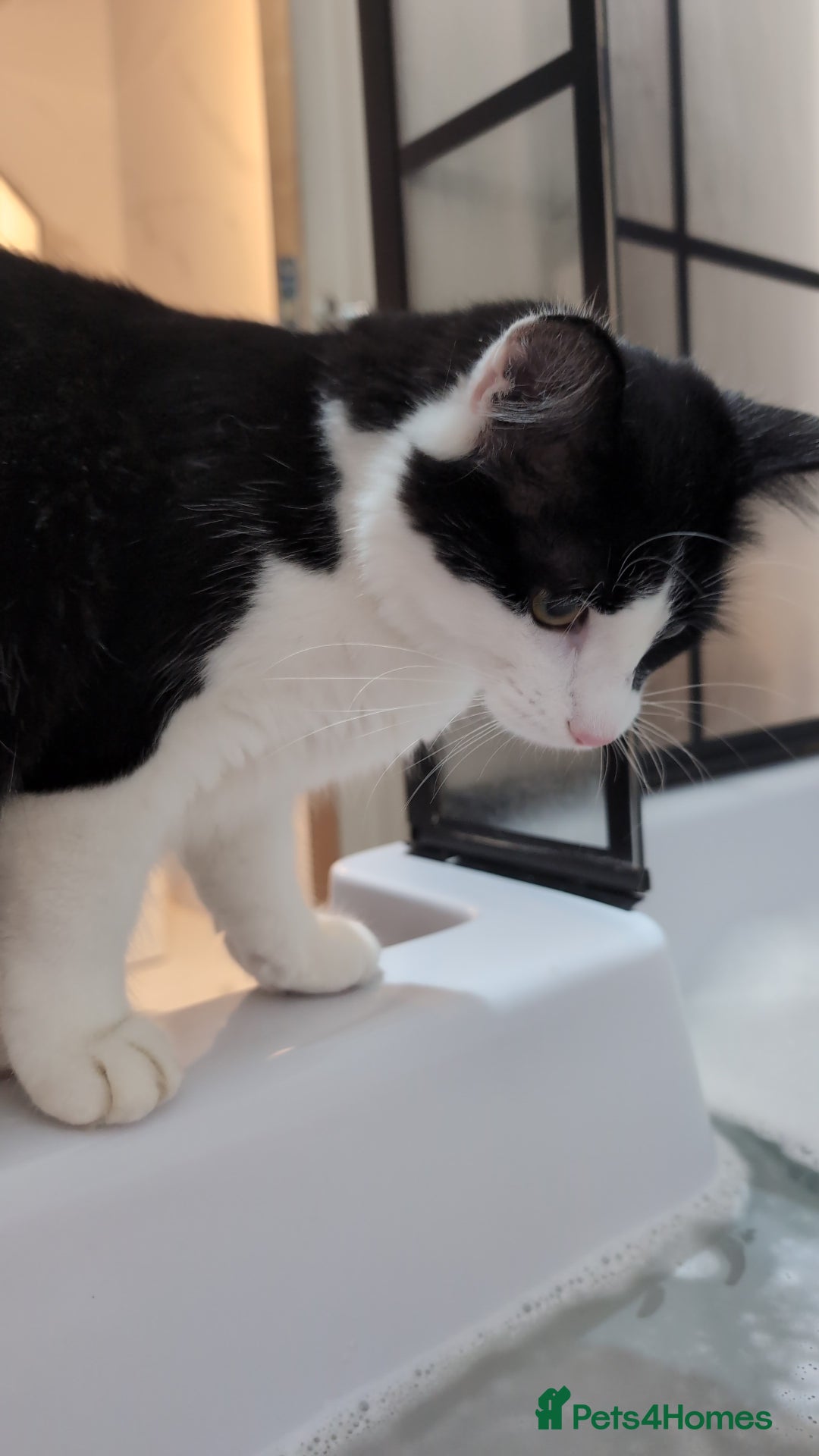 Maine Coon cats for sale: Maine coon kitten x for sale  - Advert 3