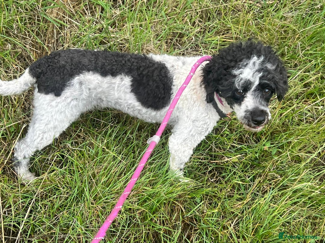 Toy Poodle dogs for adoption: Gloria * Toy Poodle * 240720 - Image 2