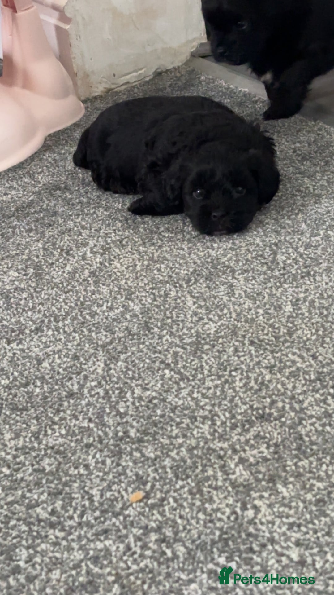 Shihpoo dogs for sale: Beautiful shihpoo puppies - Advert 11