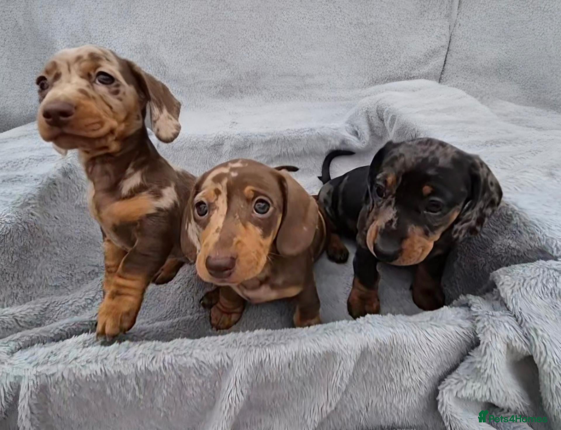 Miniature Dachshund dogs Gorgeous KC Registered, PRA Clear puppies  - Advert 1
