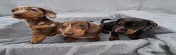 Miniature Dachshund dogs for sale: Gorgeous KC Registered, PRA Clear puppies  in Harlow - Advert 1