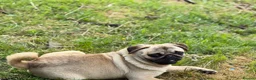 Pug dogs for sale:  Forever family pug puppies. in Bradford - Advert 9