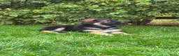 German Shepherd dogs for sale: Pedigree German shepherd puppies  in Ashford - Advert 15