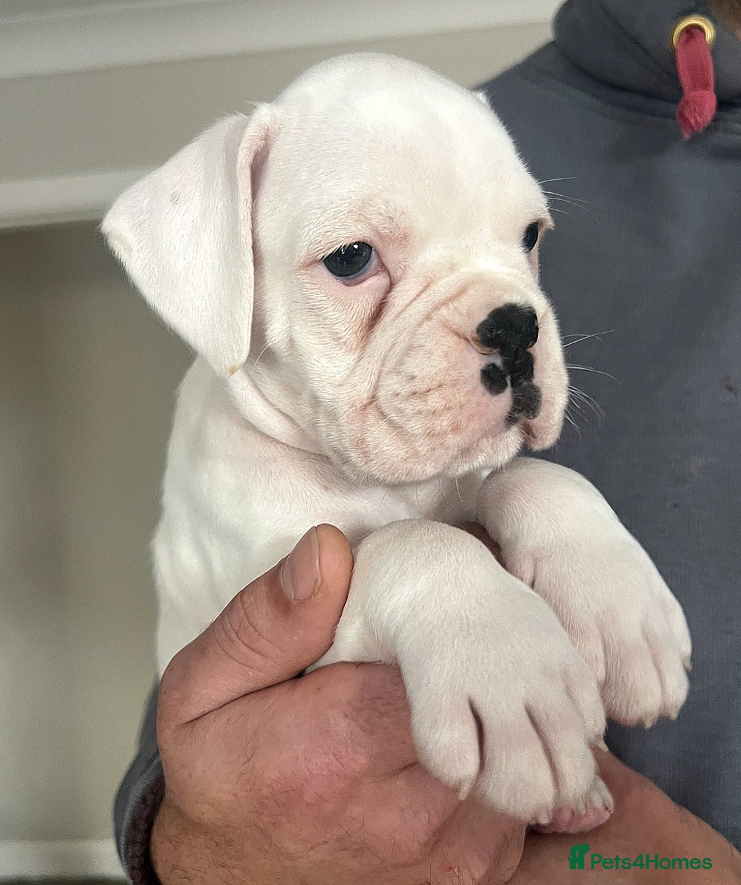 Boxer dogs for sale: Kc Beautiful White Boxer Boys   - Image 9