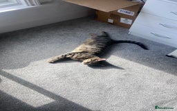 Bengal cats for sale: Beautiful Loving Boy  - Image 5