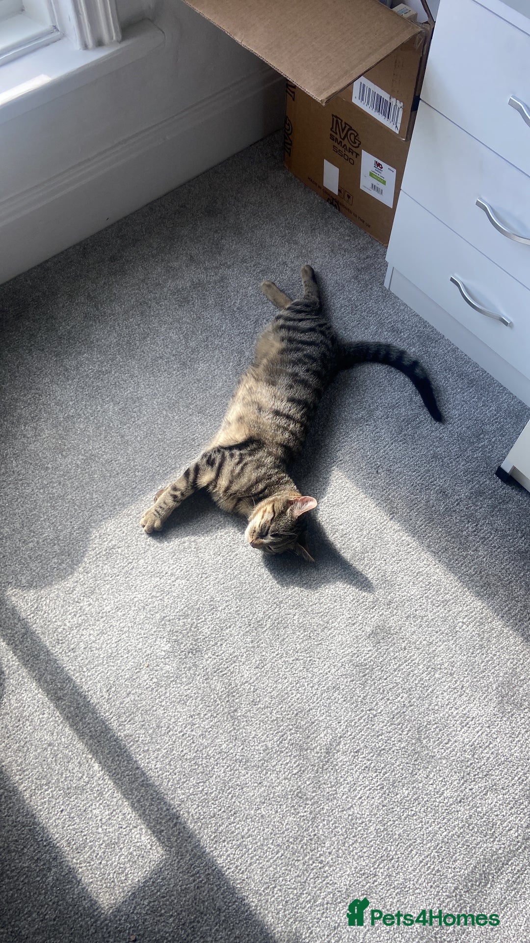 Bengal cats for sale: Beautiful Loving Boy  - Image 5