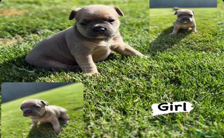 Mixed Breed dogs - Advert 1
