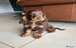 Cocker Spaniel dogs for sale: Kc Reg Pure bred show (Health Tested) - Image 8