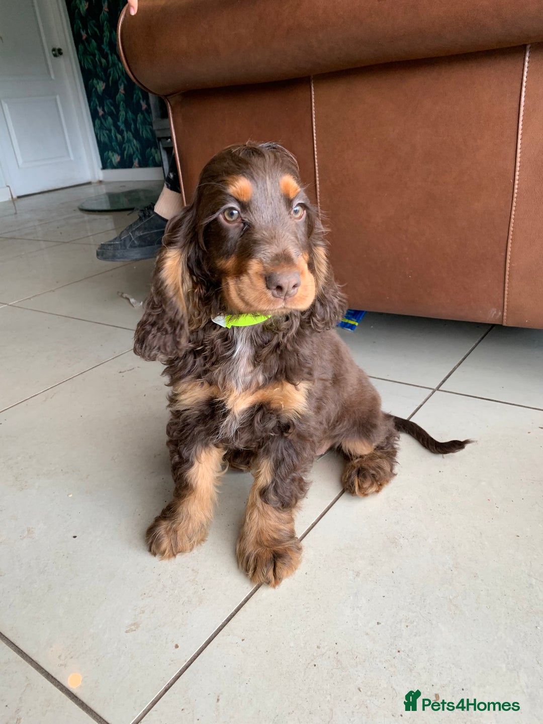 Cocker Spaniel dogs for sale: Kc Reg Pure bred show (Health Tested) - Image 8