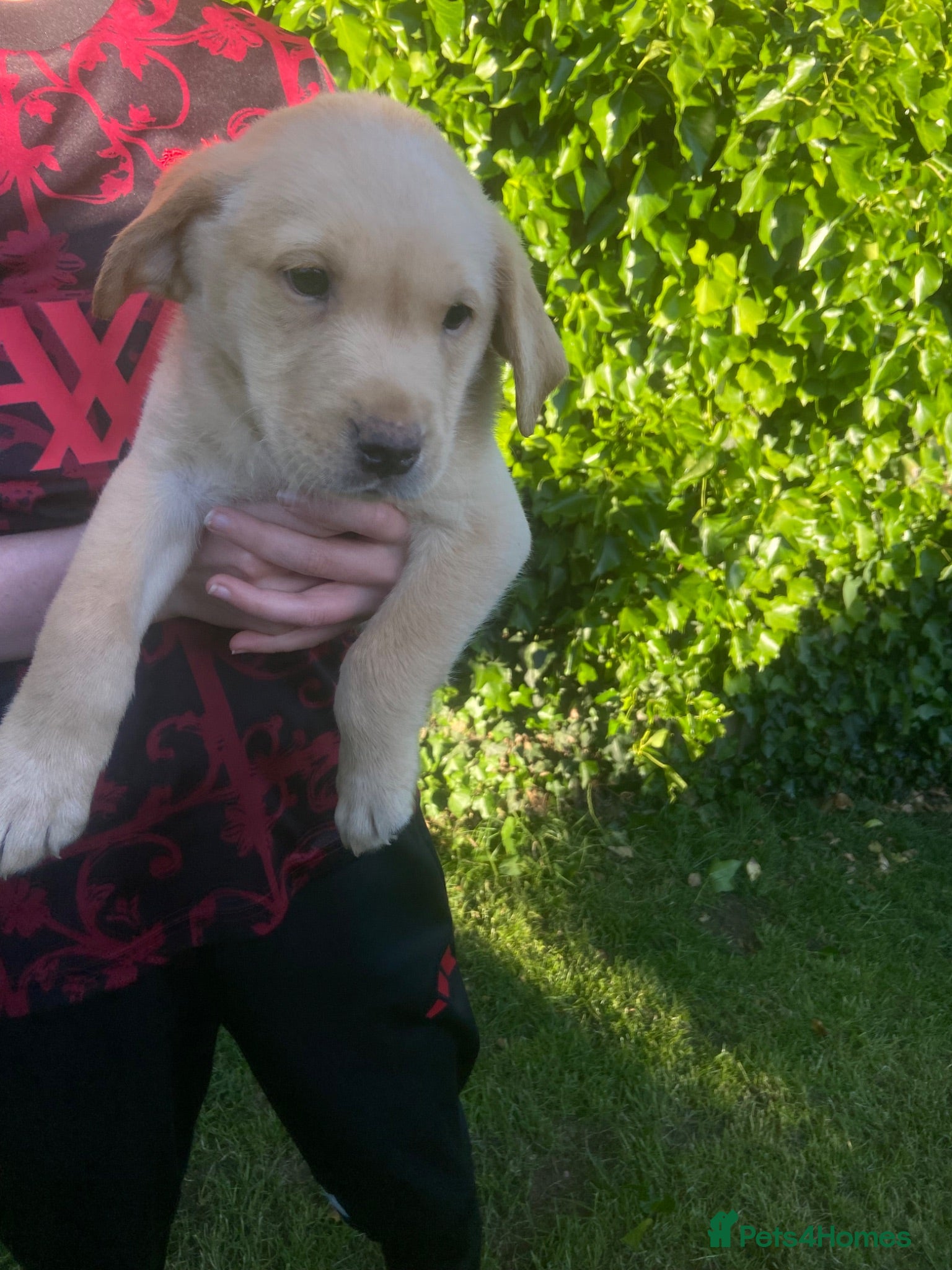 Labrador Retriever dogs Labrador puppys - Advert 2