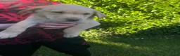 Labrador Retriever dogs for sale: Labrador puppys - Advert 2