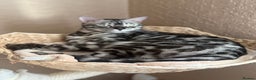 Bengal cats for sale: 💙Stunning Silver Charcoal black spotted tabby  - Advert 1