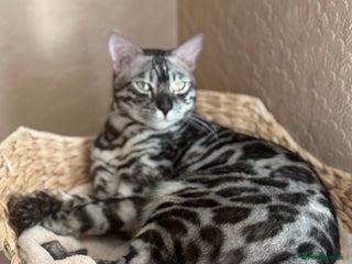 Bengal cats - Advert 1