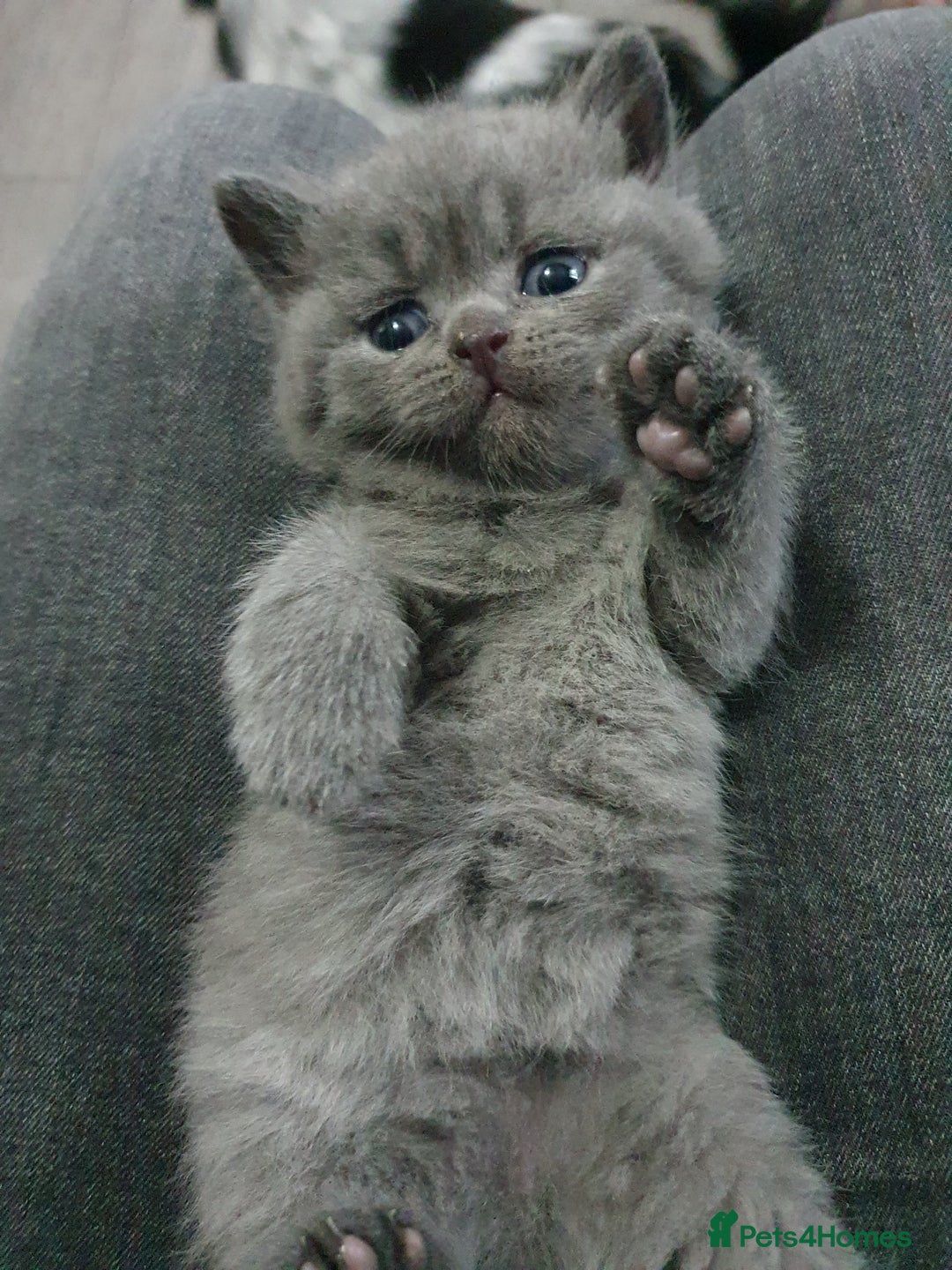 British Shorthair cats for sale: British shorthair kittens *LAST KITTEN* - Advert 12